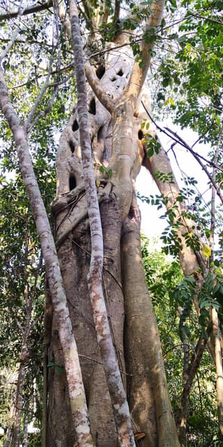 Ficus Alii