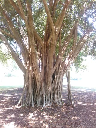 Moreton Bay Fig