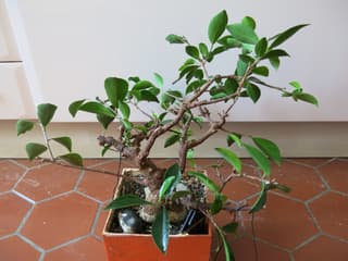 Ginseng Ficus