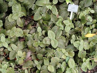 Fitonia gigante