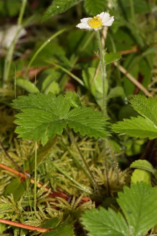 Wild Strawberry