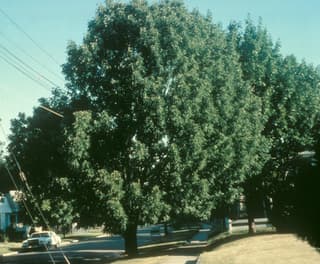 Ash (genus)