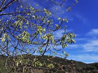 Fresno de hoja estrecha