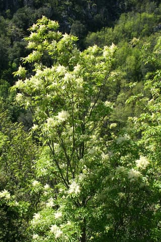 Fresno de flor