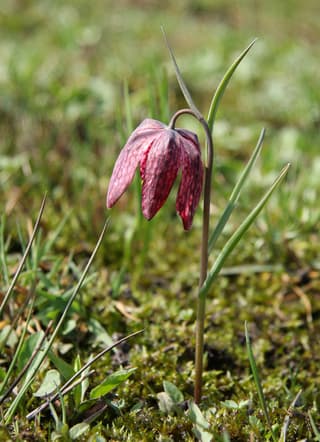 Fritillary