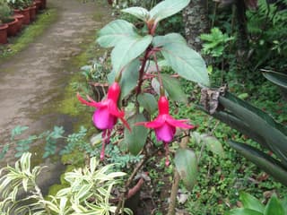Fuchsia