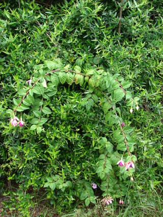 Verenpisara