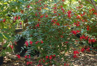 Royal fuchsia