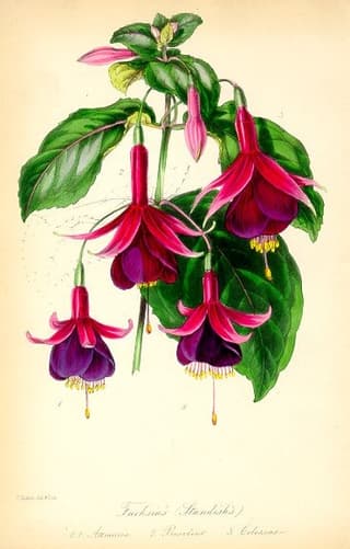 Brinco-de-Princesa de Standish