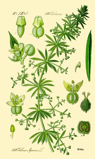 Cleavers