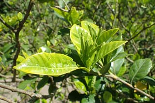 Gardenia