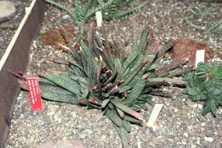 Gasteria (gênero)