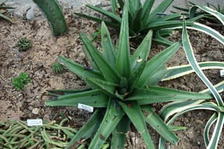 Língua-de-boi-gigante