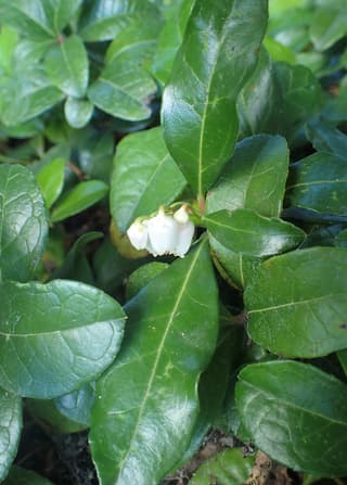 Gaultheria