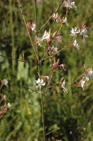 Biennial Gaura