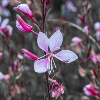 Gaura-branca