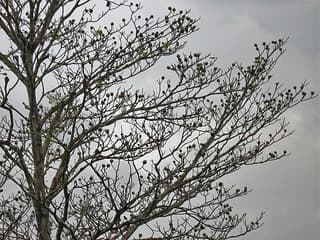 Jagua