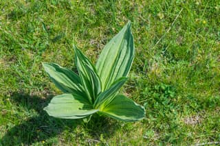Gentian