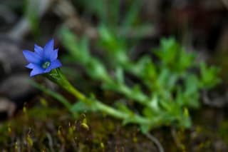 Genciana enana