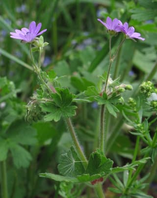 Hedgerow Cranesbill