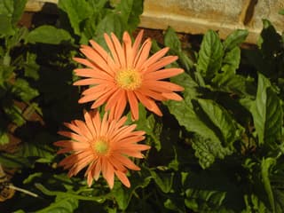 Gerbera Híbrida