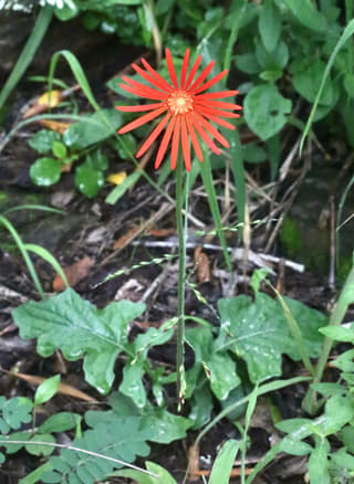 Barberton Daisy