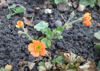 Geum