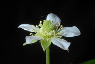Avens-branco