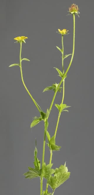Wood Avens