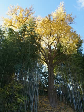 Maidenhair Tree