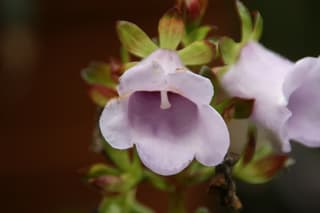 Canterbury Bell