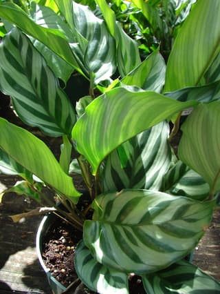 Freddie Calathea