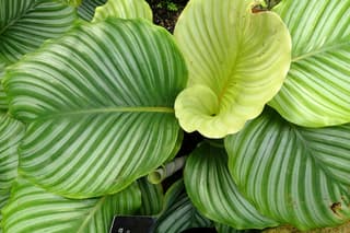 Fasciata-kalatea