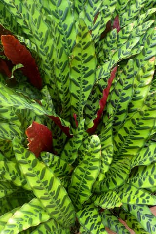 Rattlesnake Plant