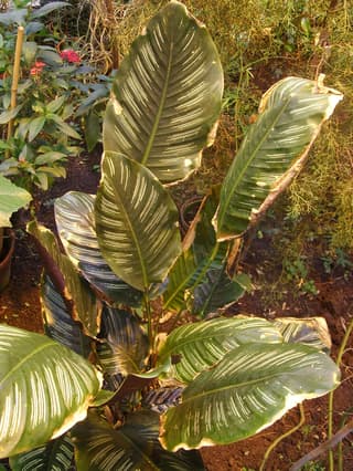 Calathea Estrella Blanca