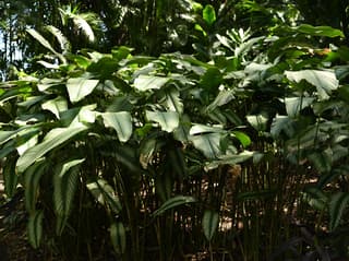 Pinstripe Calathea