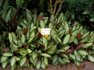 Calatea Pintada