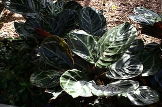 Rose Painted Calathea