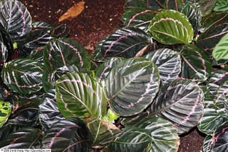 Kalatea 'Dottie'
