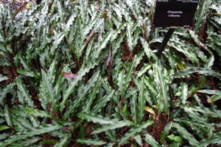 Furry Feather Calathea