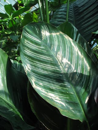 Sander's Calathea