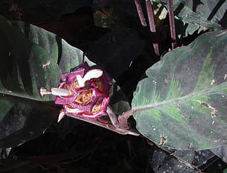 Calateia-veludo