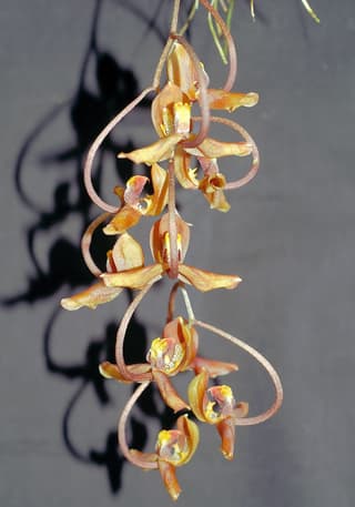 Gongora