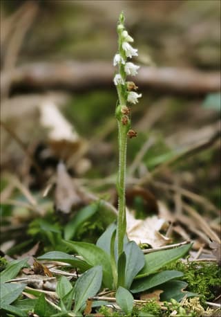 Goodyera strisciante