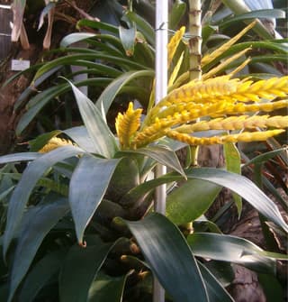 Goudaea (genus)