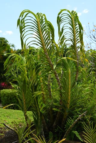 Divovska orhideja (Grammatophyllum)