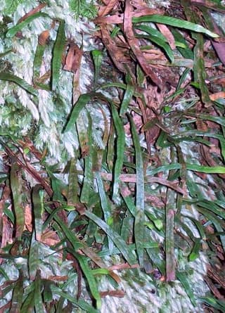Gramitka Billardierova