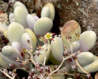 Seixos Lavanda