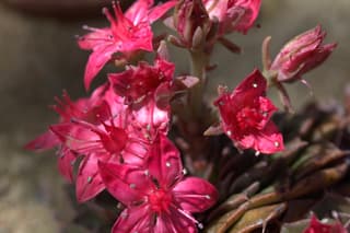 Flor de Chihuahua