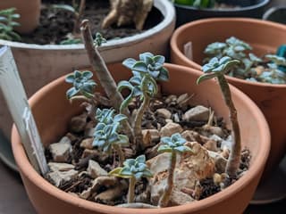 Ghost Plant